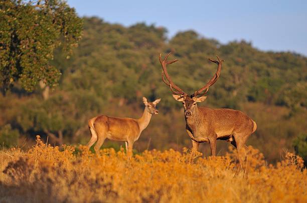 大人の赤い鹿のクワガタ。 - deer portrait ストックフォトと画像