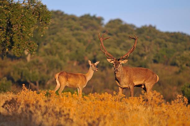 istock Adult red deer stag. 610651898