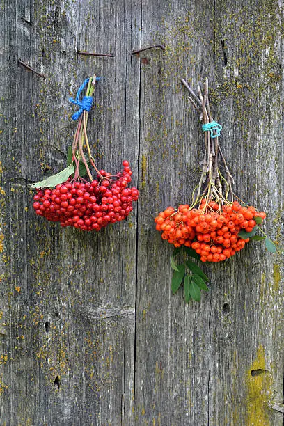 Bundles of viburnum and rowan berries on wooden rustic background