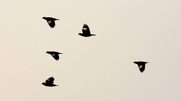 istock silhouette many bird flying in the sky 610653458