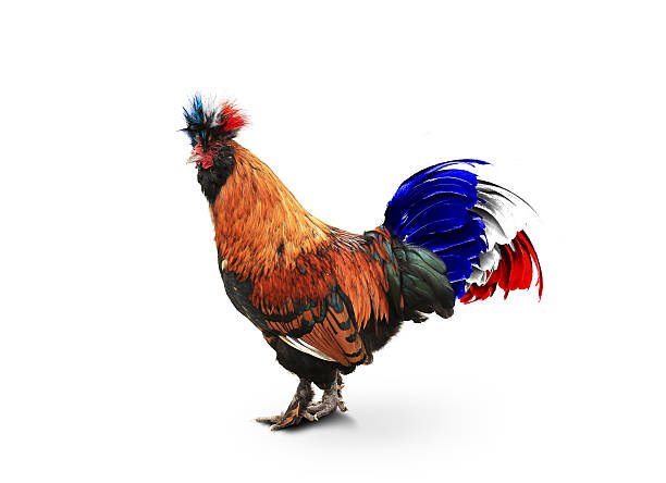 istock France, French colored rooster 610653676