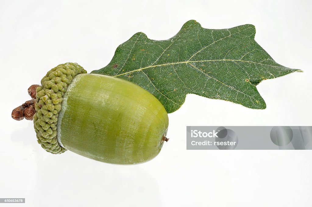 fruits simples à gland vert avec une feuille - Photo de Aliment cru libre de droits