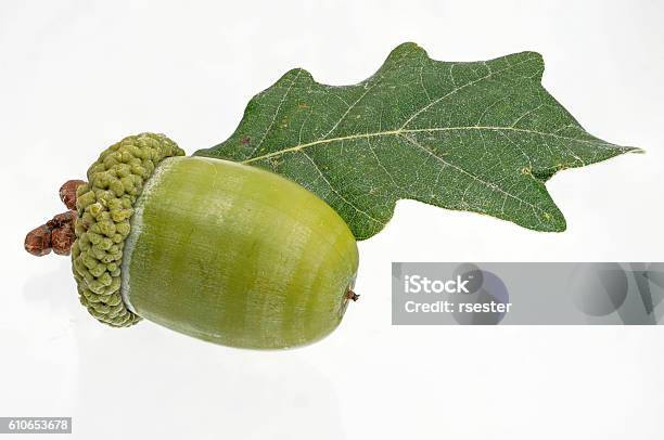 Photo libre de droit de Fruits Simples À Gland Vert Avec Une Feuille banque d'images et plus d'images libres de droit de Aliment cru - Aliment cru, Chêne, Couleur verte