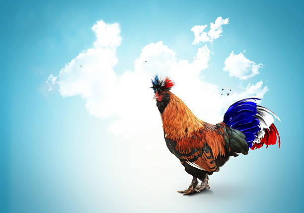 istock France, French colored rooster 610653684