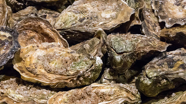 istock The fresh oysters at the fish market. 610653854