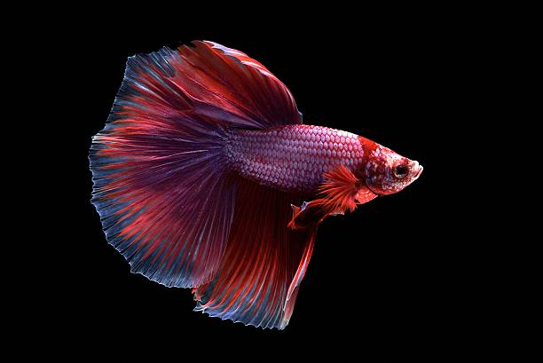 Freedom Fighter Fish 150+ Pentium 2 Stock Photos, Pictures & Royalty-Free Images - iStock