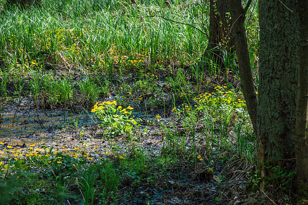 istock Yellow Marsh Marigold growing in Briesetal 610654222