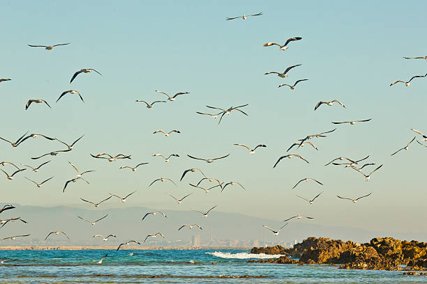 istock beach scene with Seagulls and birds at sunrise 610654538