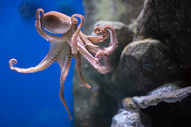 istock octopus underwater close up portrait while hunting 610654620