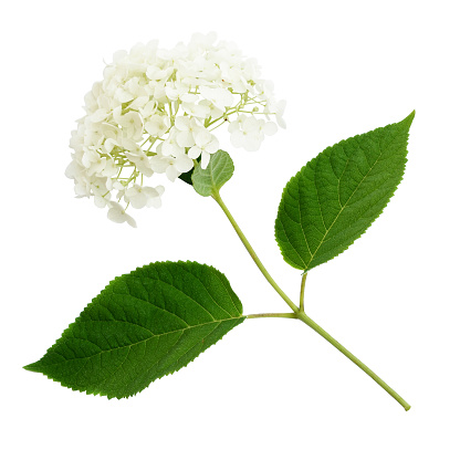 Hydrangea flower isolated on white