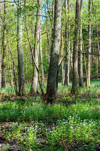 istock Flowers growing in Briesetal 610655182