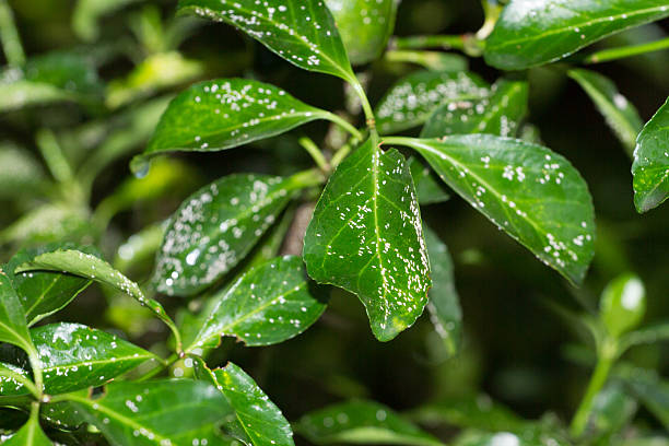 Parlatoria on leaves and branches of Euonymus japonica. Mealybugs, plant Parlatoria on leaves and branches of Euonymus japonica. Mealybugs, plant disease white insect small. brown soft scale insect stock pictures, royalty-free photos & images