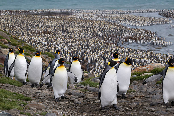 March of the King Penguins South Georgia stock photo