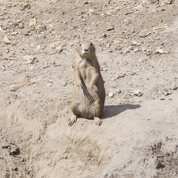 istock European Souslik or Ground Squirrel, close-up portrait, selective focus 610659742