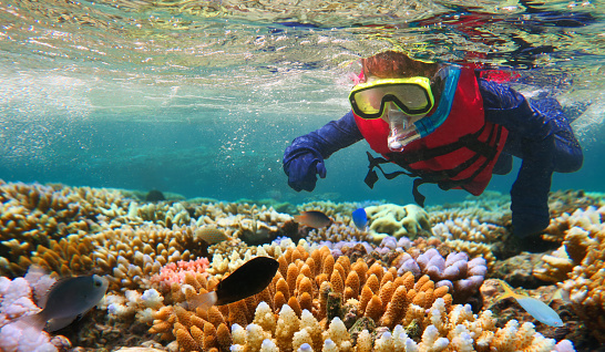 Snorkeling infantil en la Gran Barrera de Coral queensland Australia photo