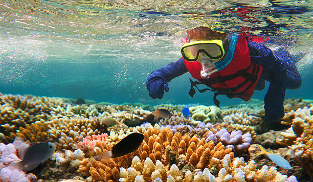 snorkeling infantil en la gran barrera de coral queensland australia - snorkel fotografías e imágenes de stock