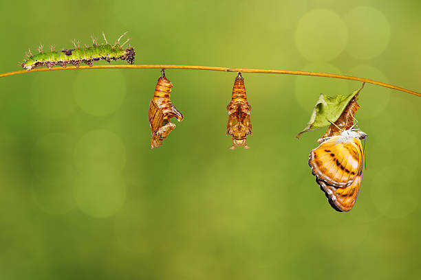 istock Life cycle of colour segeant butterfly hanging on twig 610661522