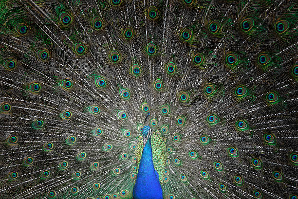 istock Beautiful peacock with feathers out. 610661526