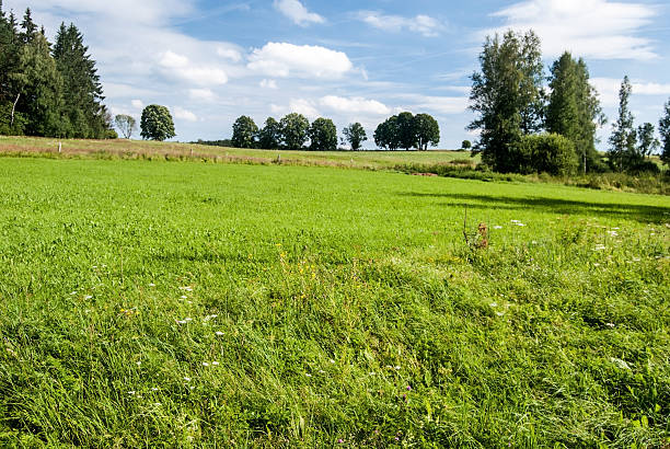 istock fresh meadow with isolated tree and blue sky with clouds 610662254