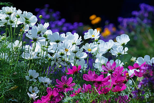 cosmea e asters - cosmea foto e immagini stock