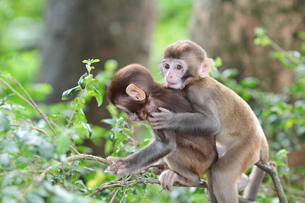 istock Monkeys checking for fleas and ticks in the family. 610662838
