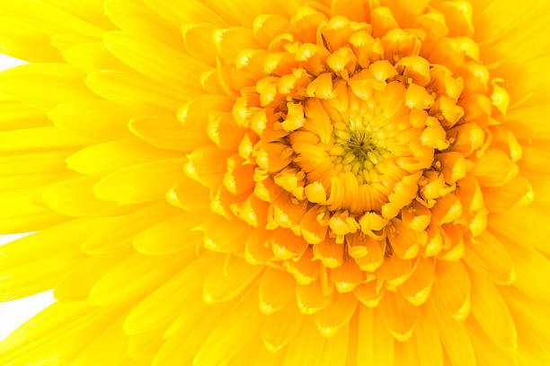 istock Closeup a yellow gerbera daisy flower. 610664506