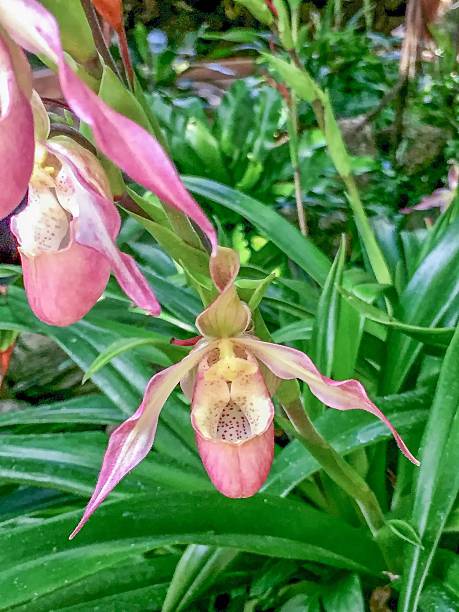 istock pink lady slipper rare orchid 610665732