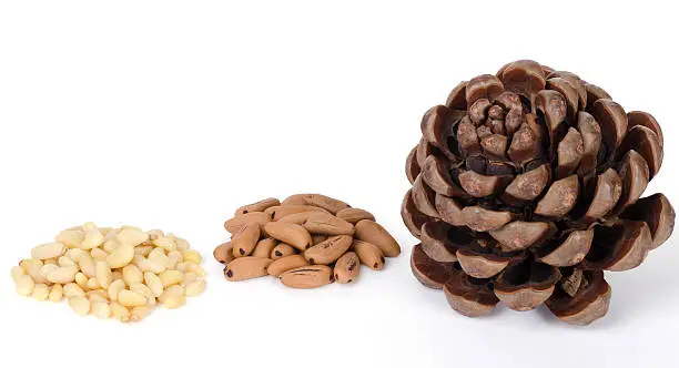 Stone pine cone with seeds and shelled nuts over white. Geometric pine cone, seeds and shelled nuts. Close up macro food photo from above on white background.