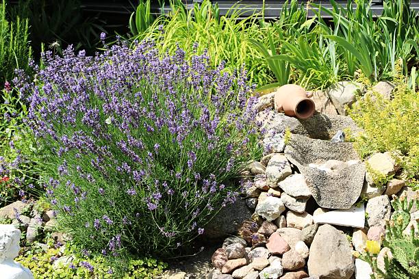 istock Blooming lavender in rockery in summer 610666744
