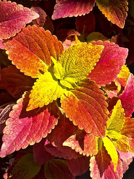 istock orange and yellow coleus 610667378