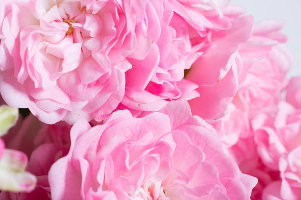 istock Romantic pink and white roses 610668172