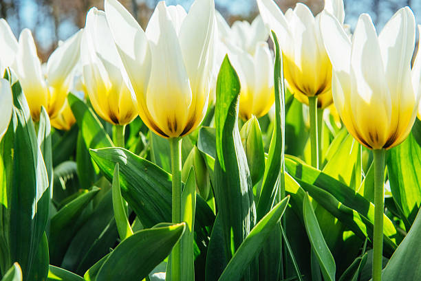 istock Yellow tulips on a background of blue sky 610671912