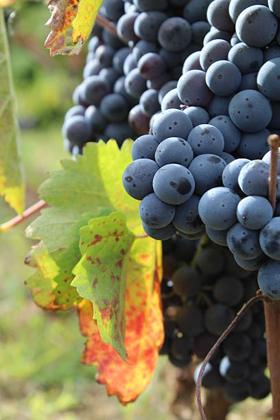 istock ripe grapes in an old vineyard, Serbia 610672704