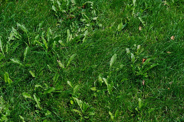 hintergrund des grünen grases an einem sommertag - wildpflanze stock-fotos und bilder