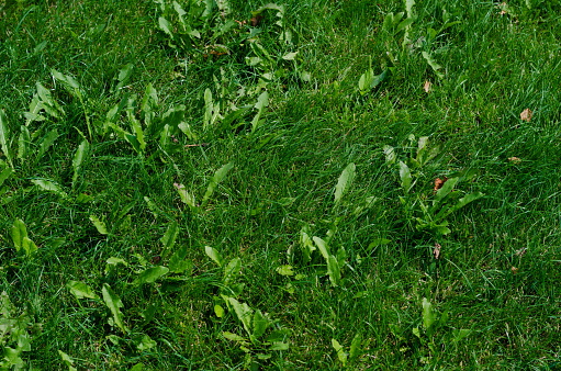 Background of green grass on a summer day, shallow depth of field
