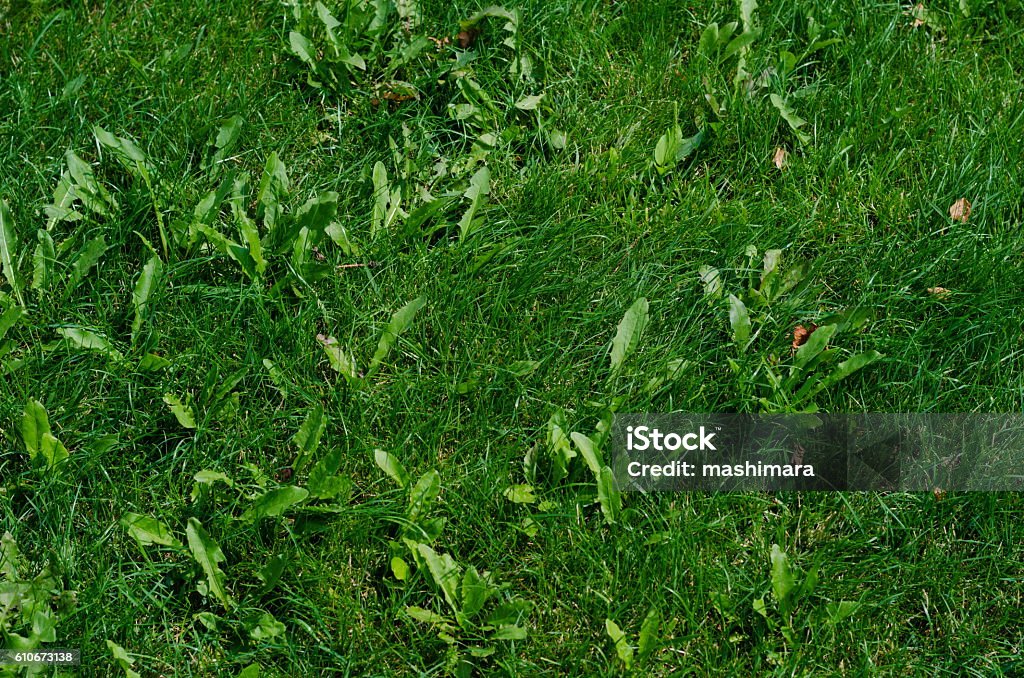 Background of green grass on a summer day Background of green grass on a summer day, shallow depth of field Uncultivated Stock Photo