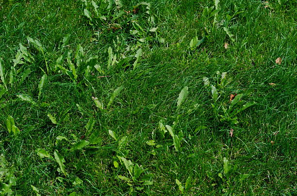 Background of green grass on a summer day Background of green grass on a summer day, shallow depth of field wilding stock pictures, royalty-free photos & images