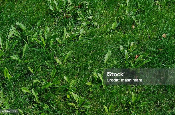 Background Of Green Grass On A Summer Day Stock Photo - Download Image Now - Uncultivated, Weeding, Yard - Grounds