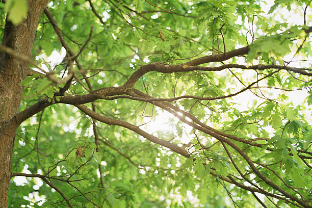 oak tree with young green leaves in sunny spring day, sun peaks through