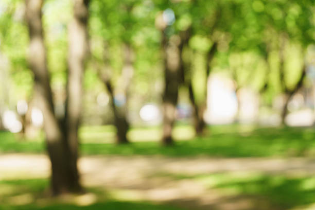 istock blurred background of green park in summer 610677518