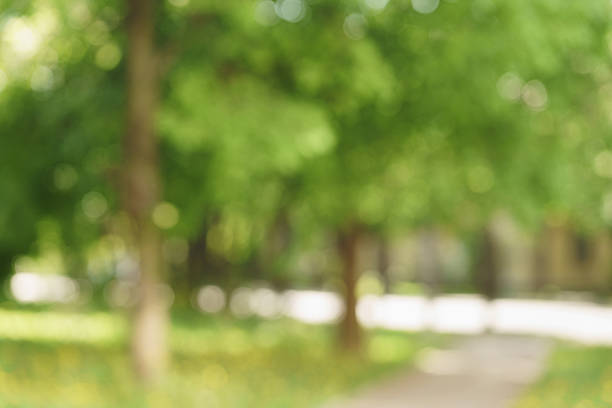 istock blurred background of green park in summer 610677566