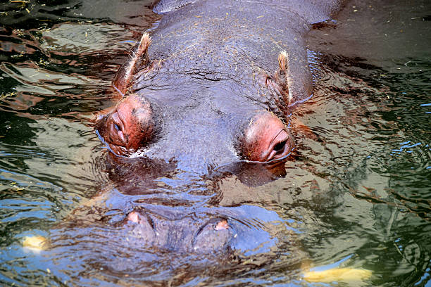 istock head of a hippopotamus in  river 610678700