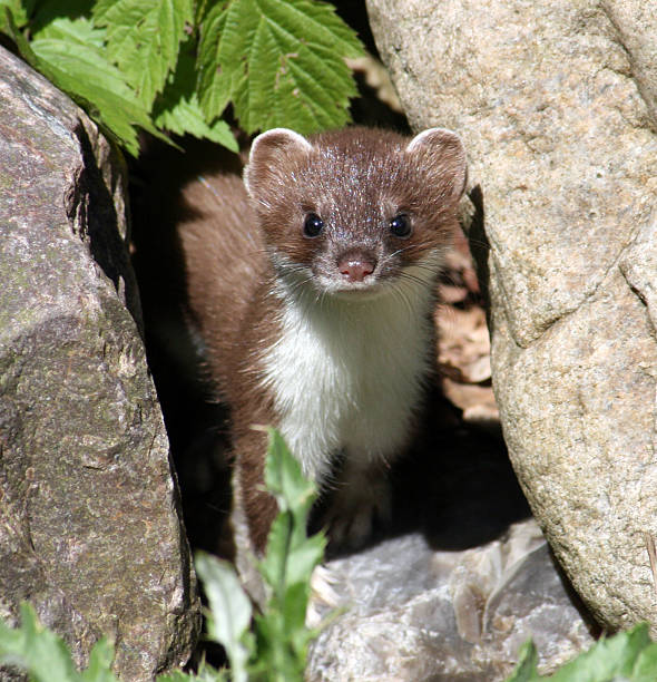 istock Close up of a stoat 610678764