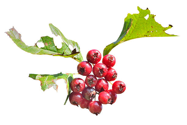 istock Berries of hawthorn 610678928