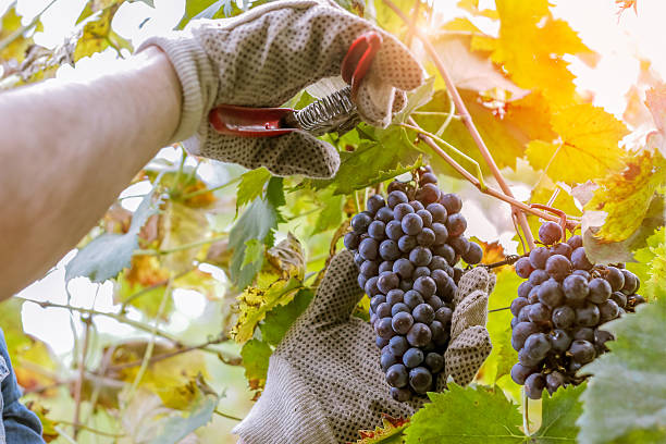 harvesting wine - farmer picking grapes wine grower picking grapes or doing the harvesting in vineyard close up as sun shines through vine leafs - harvest time in wine industry winemaking stock pictures, royalty-free photos & images