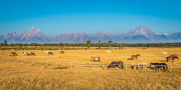 konie z wyoming - mountain range landscape scenics autumn zdjęcia i obrazy z banku zdjęć