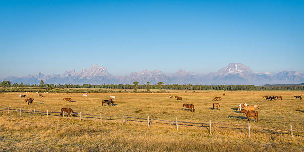 konie z wyoming - mountain range landscape scenics autumn zdjęcia i obrazy z banku zdjęć