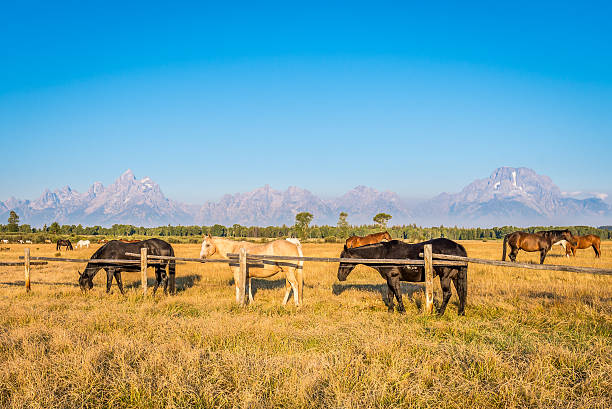 konie z wyoming - mountain range landscape scenics autumn zdjęcia i obrazy z banku zdjęć