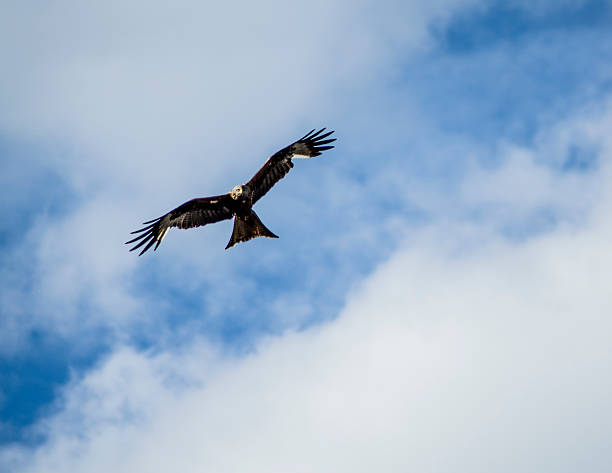 istock The Eyes of an Eagle 610681038