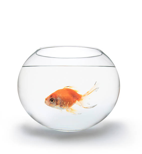 istock Red fish in a glass bowl on white background 610682028